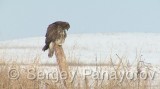 Video of Common Buzzard - Common Buzzard is hunting in the winter
